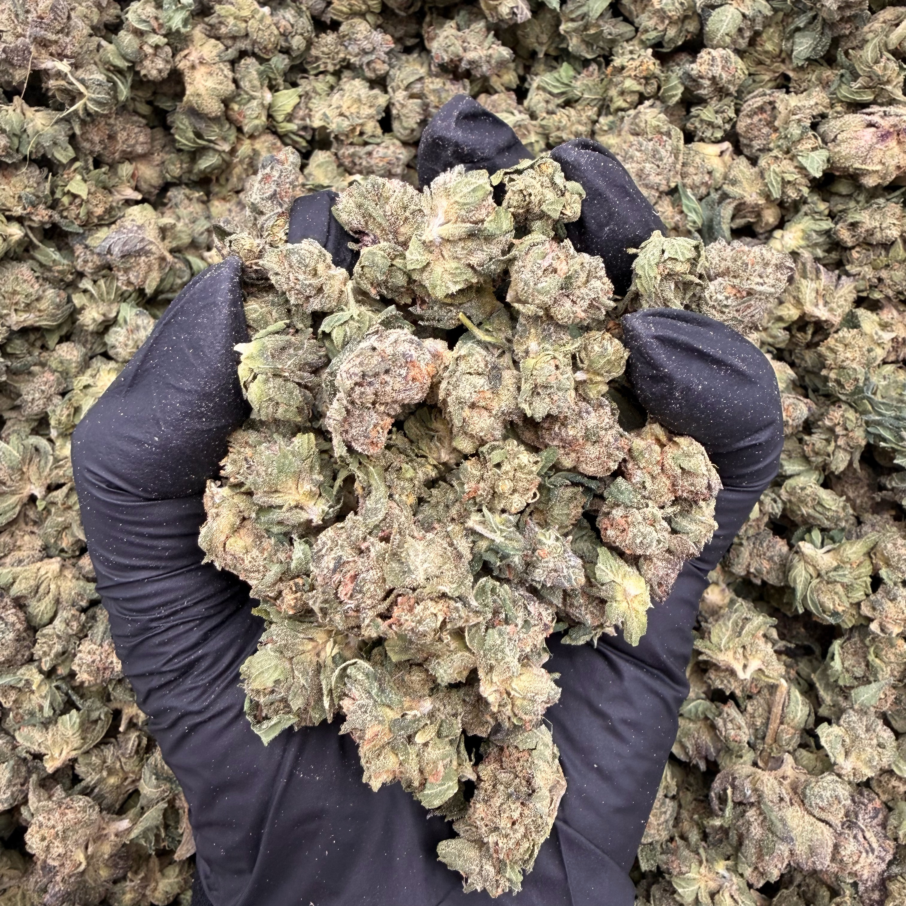 Thumb 1